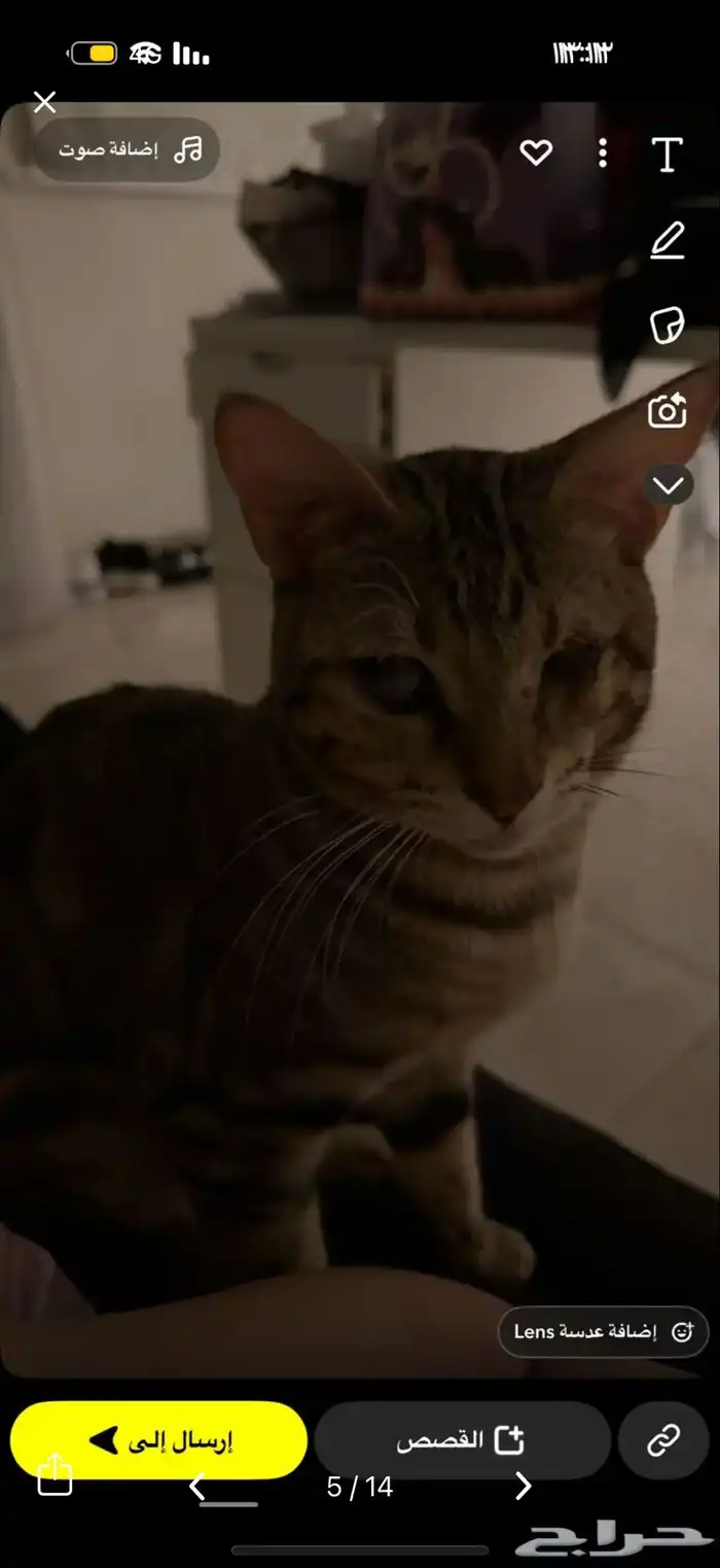 قط كفيف ضائع مكافأة 1500 ريال لمن يجده 10