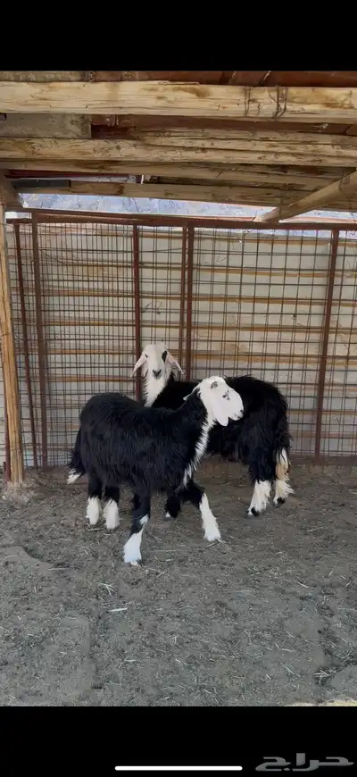 خروف ورخل نجد ذبايح index