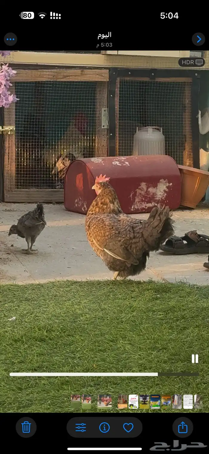 دجاج كويتي قزم 0