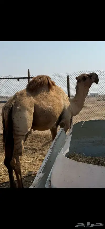 حمل شمالي مشروط index