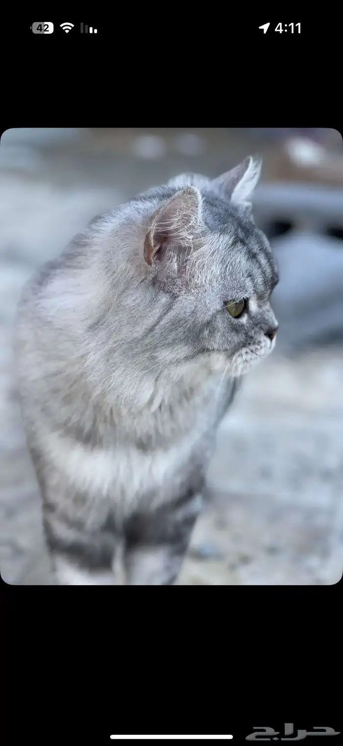قط شيرازي للتبني 2