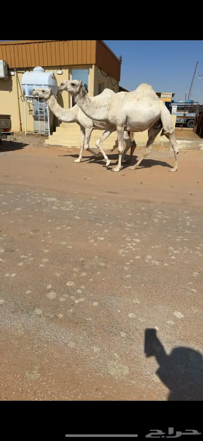 ابل للبيع مغاتير ومجاهيم خلفات ولقحات وقعدان وبكار 1