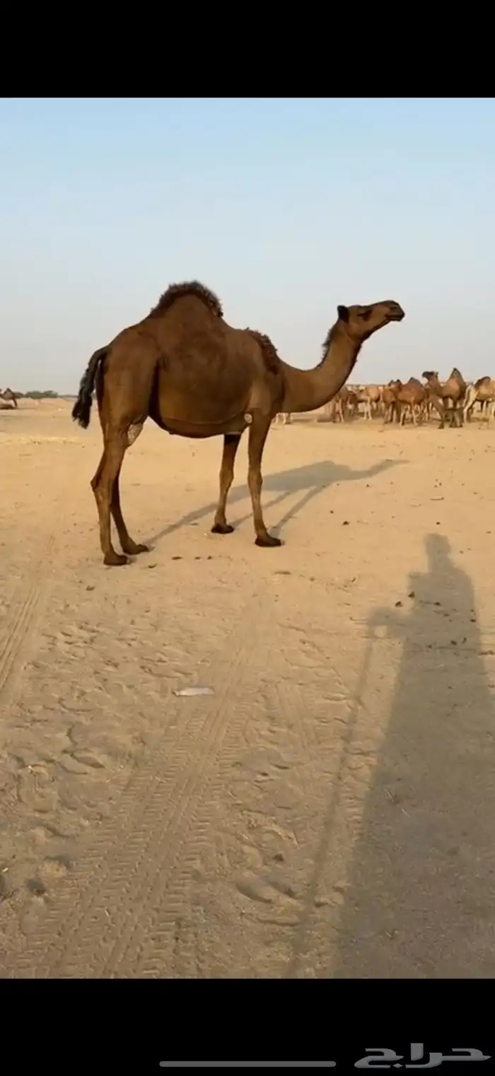 ناقه لقحه تسعه شهور للبيع 0