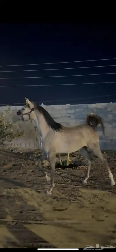 مهره شعبيه فاخره للبيع index