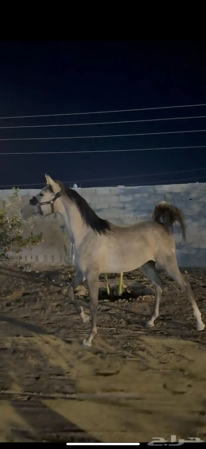 مهره شعبيه فاخره للبيع 1