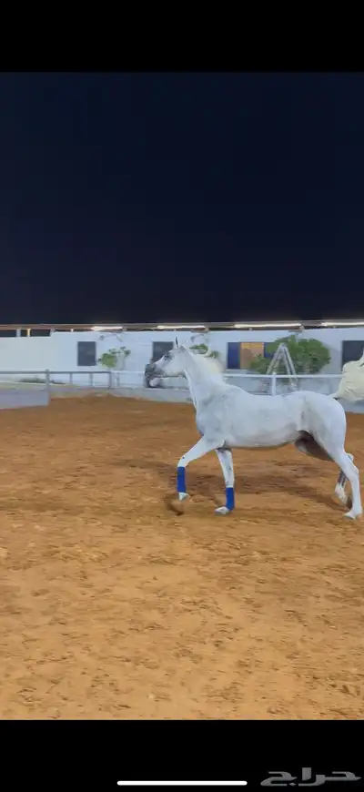 فرس واهو بنت الاسطور نسج خيدار index