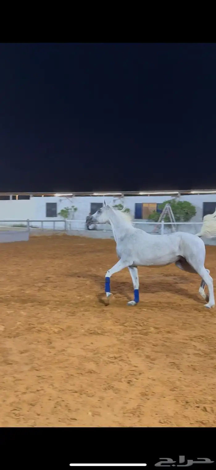 فرس واهو بنت الاسطور نسج خيدار 0