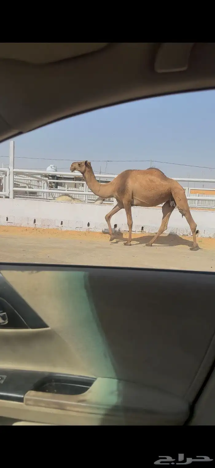 خفوت صفراء 1