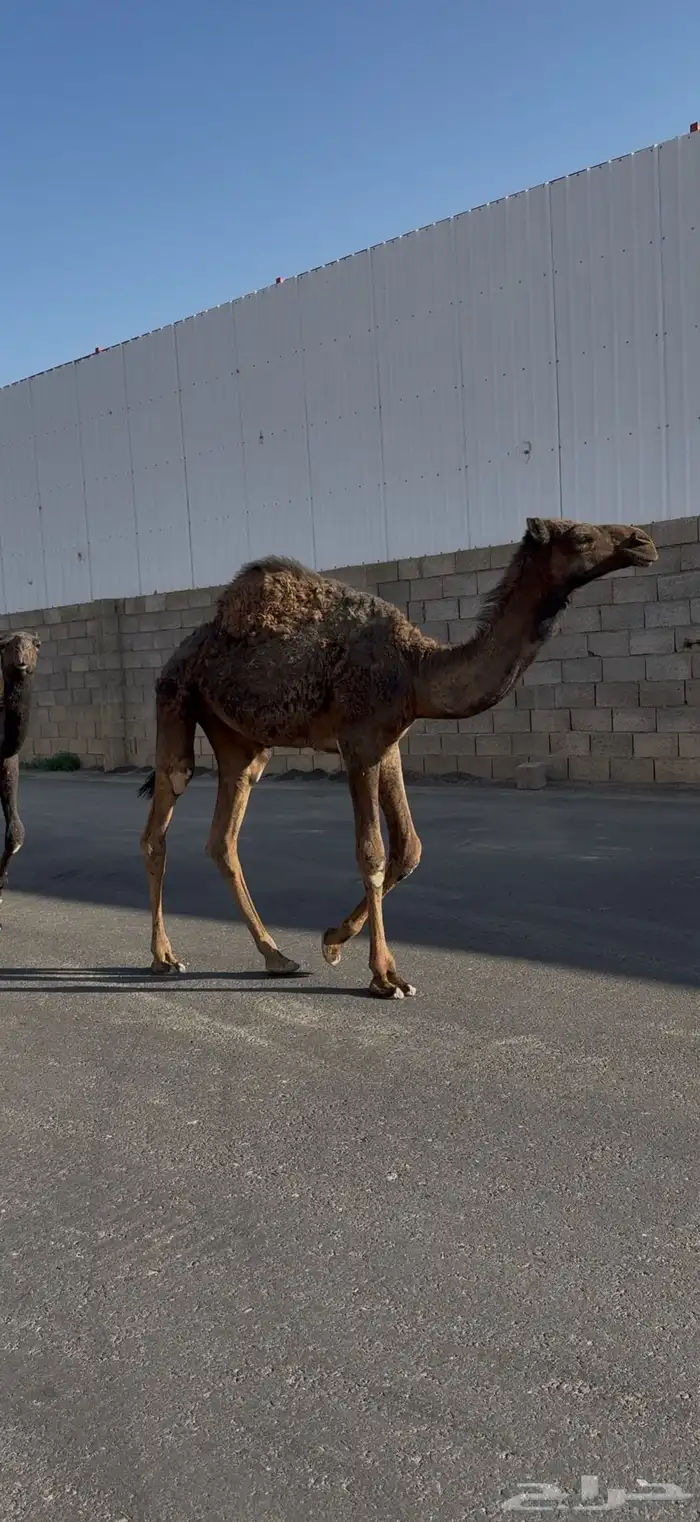 بكره الببع 3