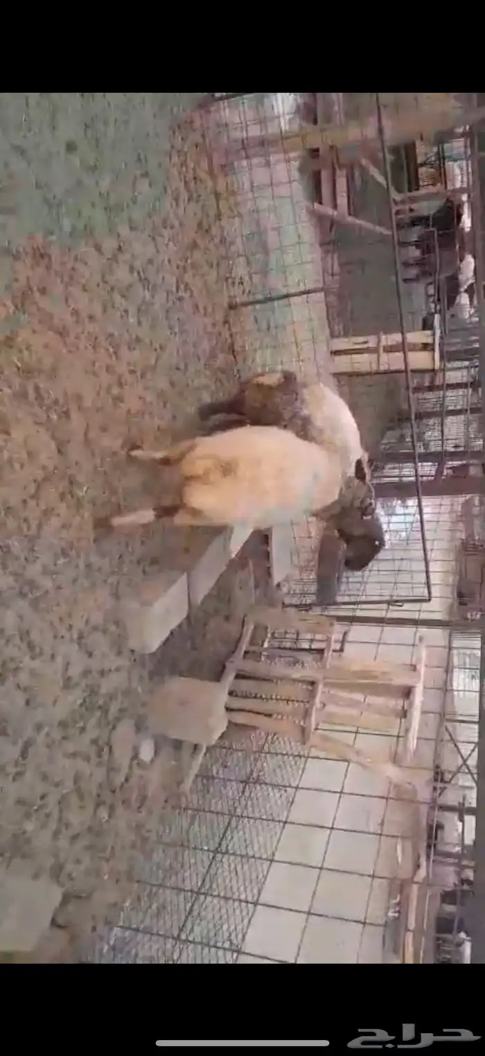 شياه نعيم دفيع 0