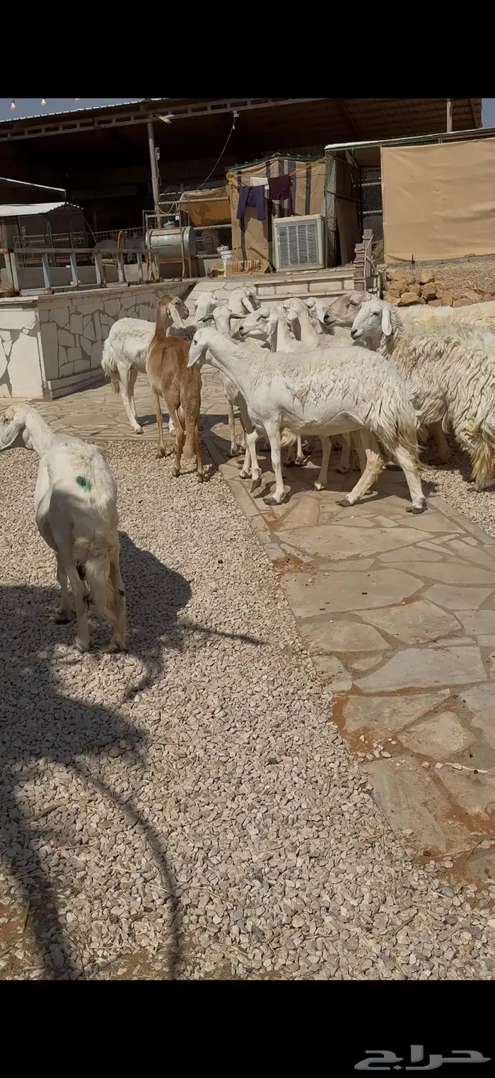 حريات مراح مواليد ووحصيب بفحلها 3