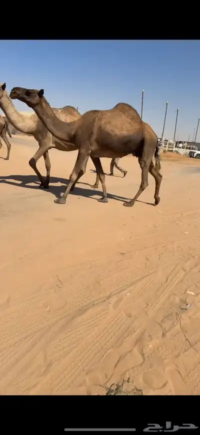 ابل للبيع مغاتير ومجاهيم خلفات ولقحات وقعدان وبكار index