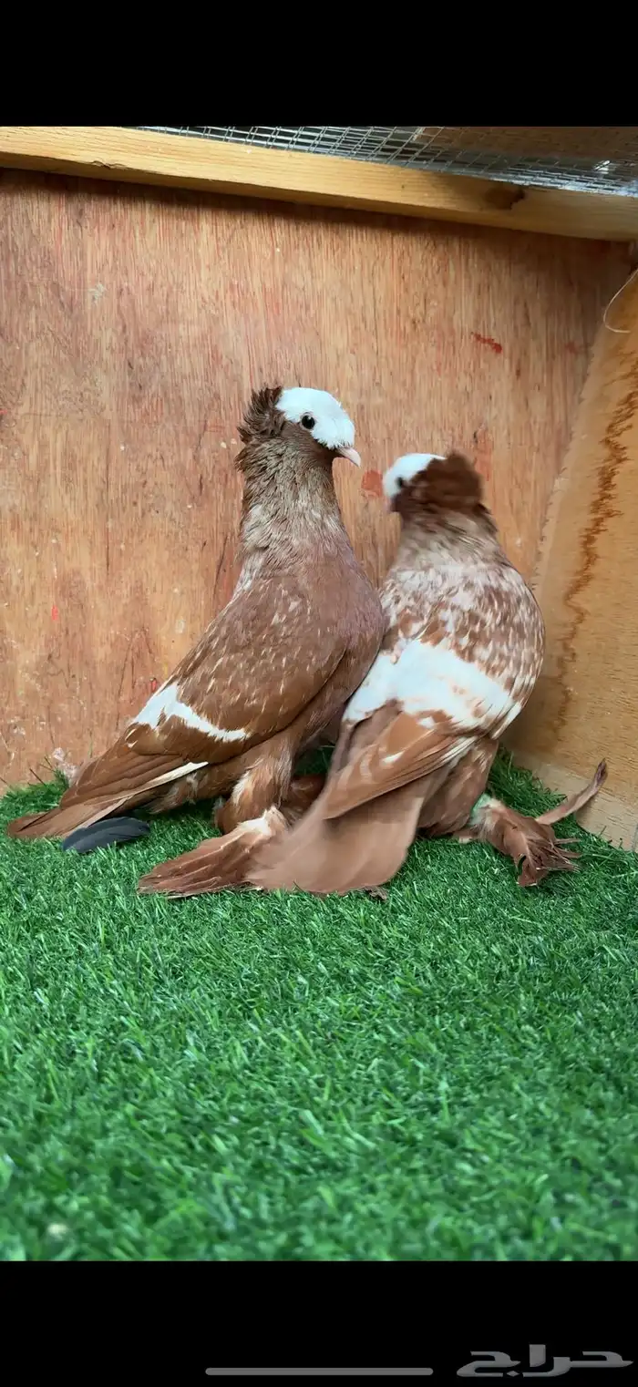 جوز حمام ساكسون 5