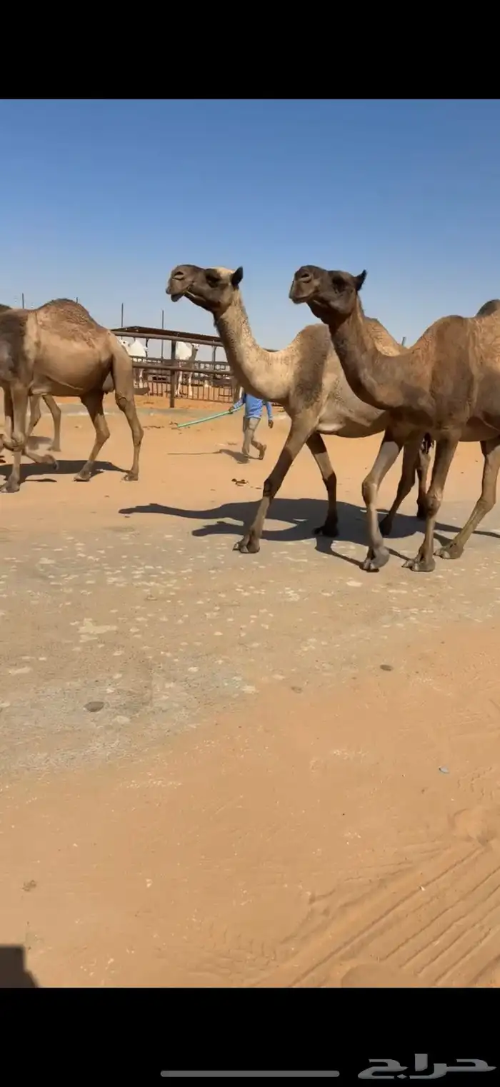 ابل للبيع مغاتير ومجاهيم خلفات ولقحات وقعدان وبكار 7