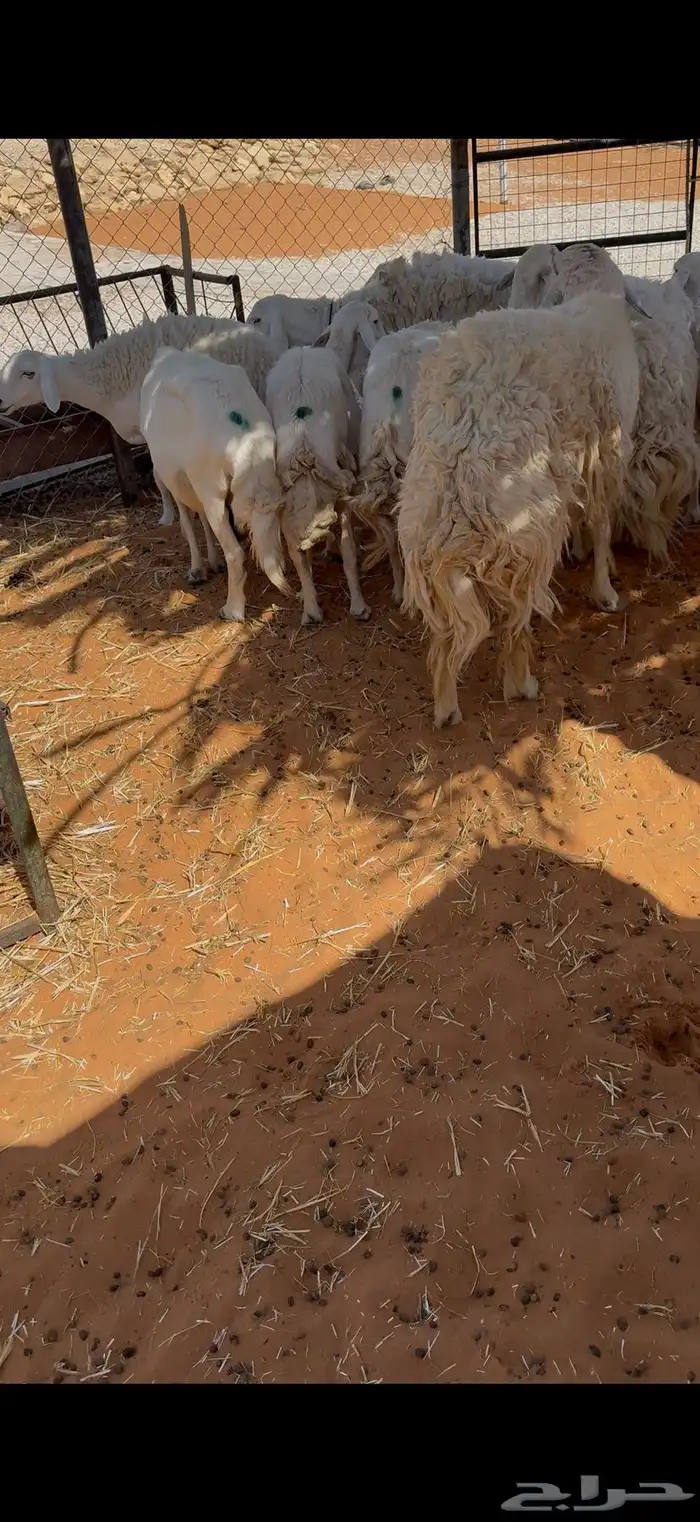 حريات مراح مواليد ووحصيب بفحلها 4