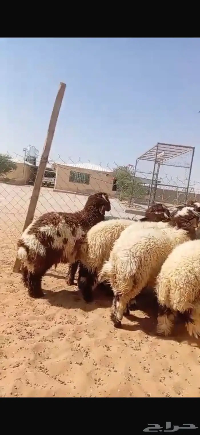 خرفان نعيمي بلدي هرافي وجذع جبر 0