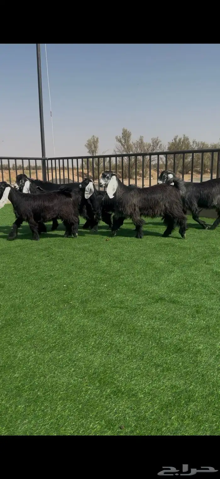 جفرات عوارض بالفحل خصصم 2