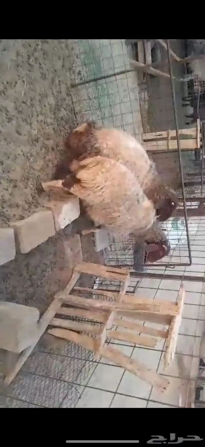 شياه نعيم دفيع 1