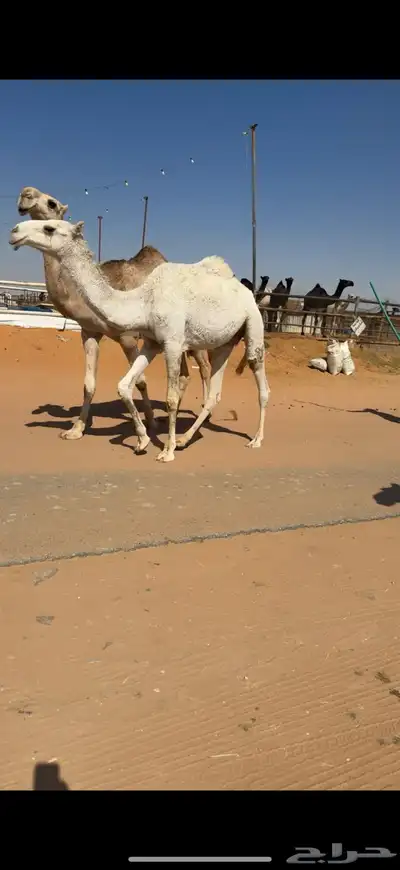 ابل للبيع مغاتير ومجاهيم خلفات ولقحات وقعدان وبكار index