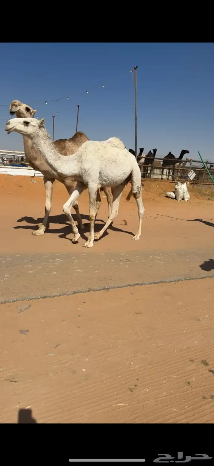 ابل للبيع مغاتير ومجاهيم خلفات ولقحات وقعدان وبكار 4