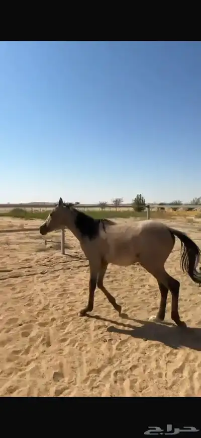 مهره شعبيه. 0