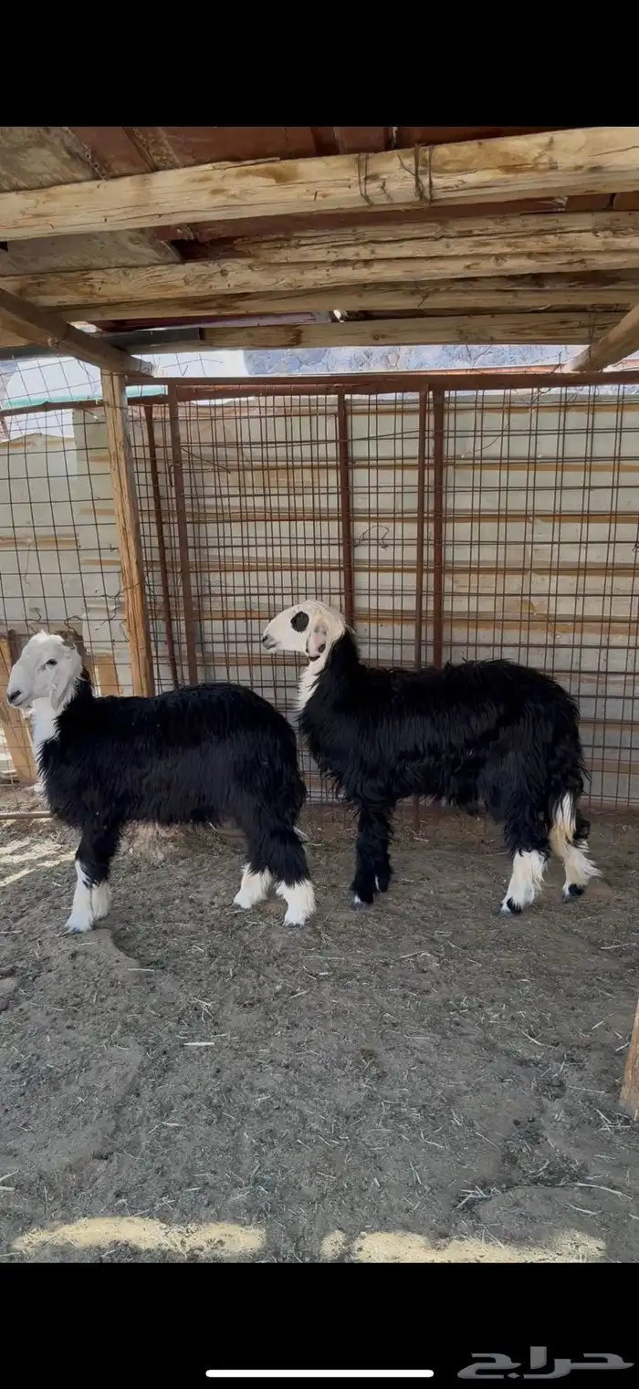 خروف ورخل نجد ذبايح 5