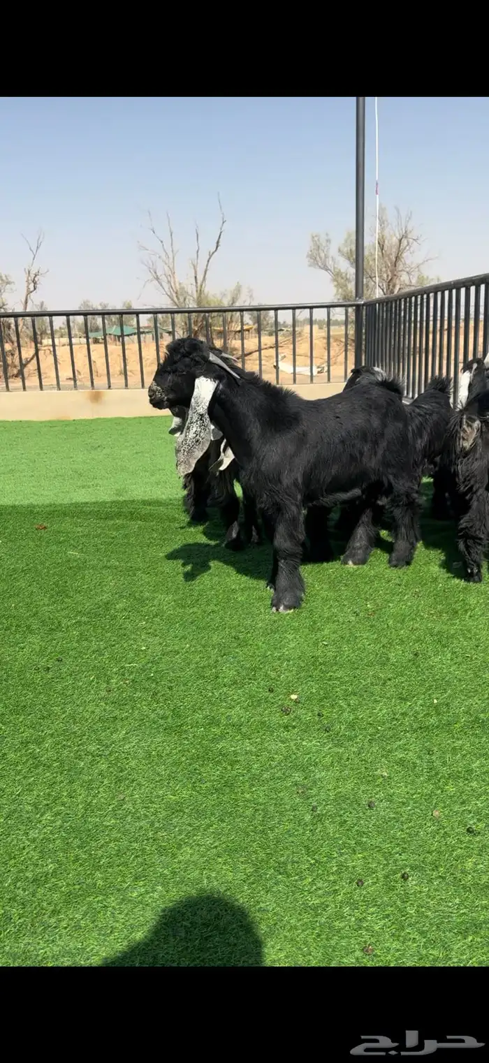 جفرات عوارض بالفحل خصصم 1