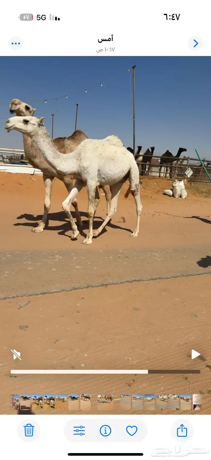 ابل للبيع مغاتير ومجاهيم خلفات ولقحات وقعدان وبكار 3