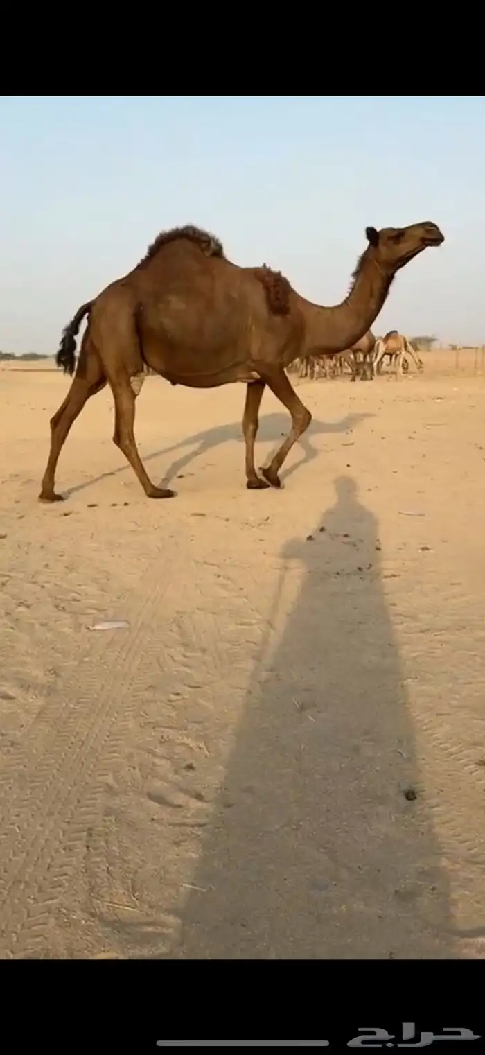 ناقه لقحه تسعه شهور للبيع 2