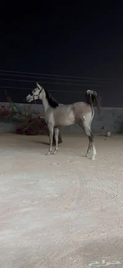 مهره شعبيه فاخره للبيع index