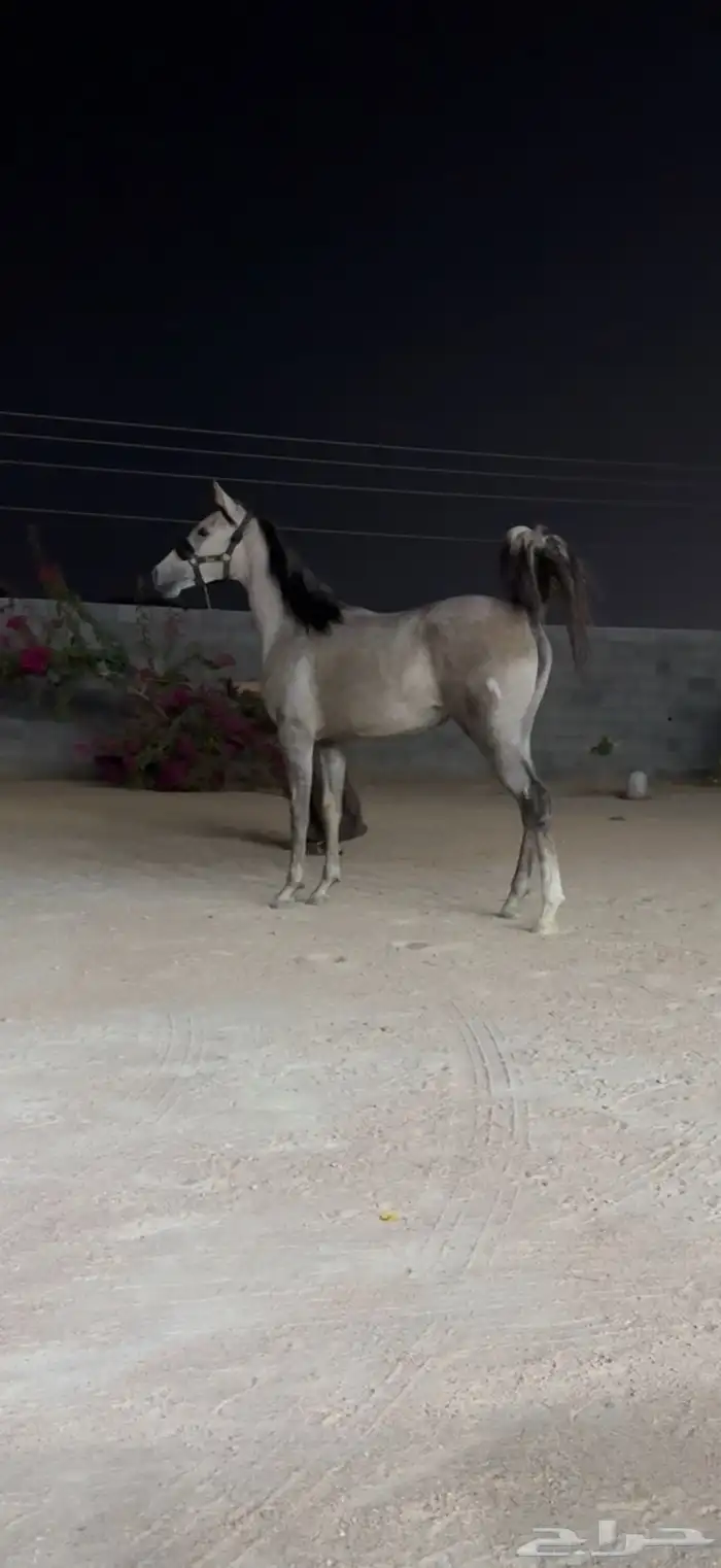 مهره شعبيه فاخره للبيع 0