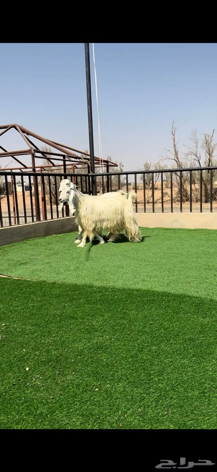 معزا بيض خصم الخصم مضاريع 3