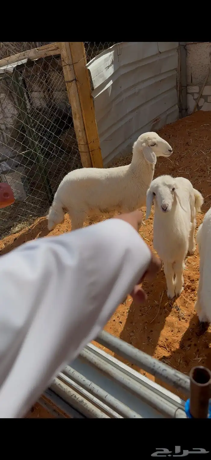 حريات مراح مواليد ووحصيب بفحلها 9