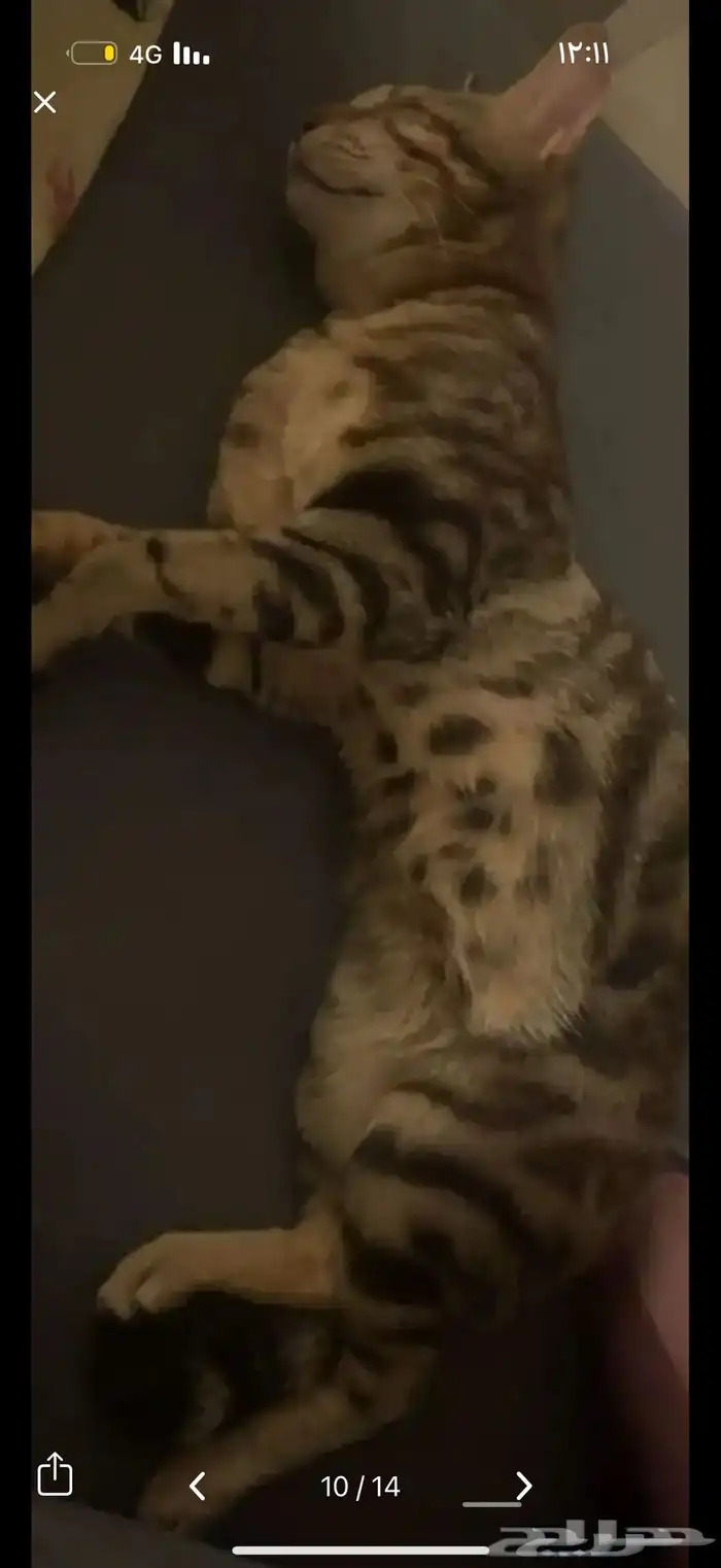 قط كفيف ضائع مكافأة 1500 ريال لمن يجده 3