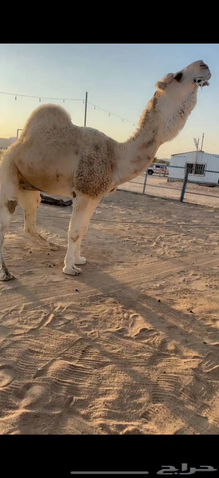 للبيع بعير 3