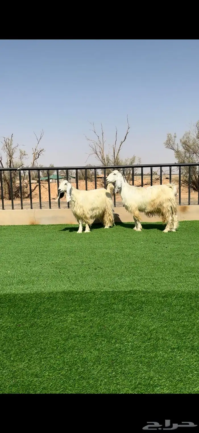 معزا بيض خصم الخصم مضاريع 2