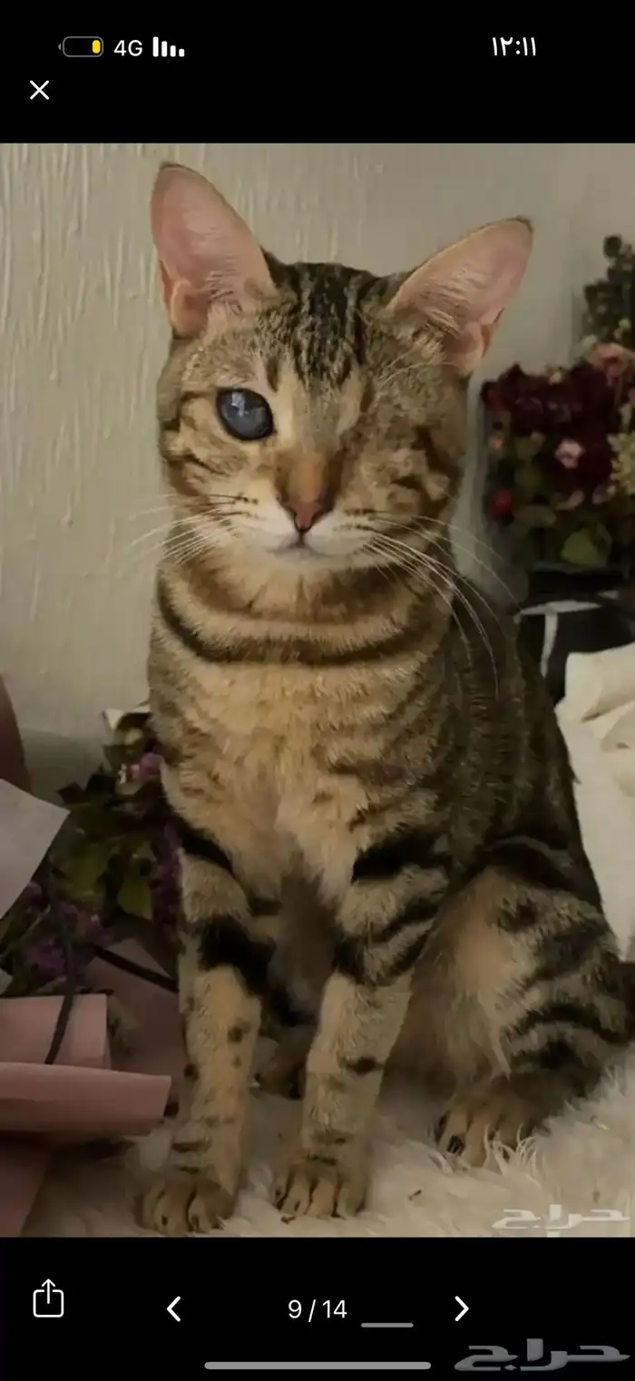 قط كفيف ضائع مكافأة 1500 ريال لمن يجده 2