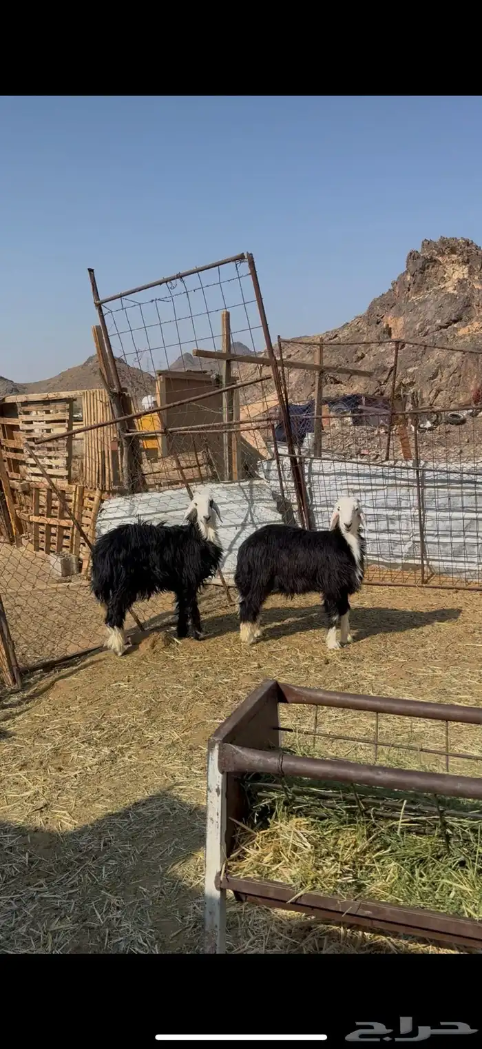 خروف ورخل نجد ذبايح 2