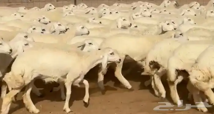 ابل طيبة نوادر النوادر قروب ذود 2