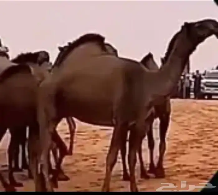 ابل طيبة نوادر النوادر قروب ذود 1