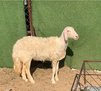 نعجه صفراء برصاء كفو 0