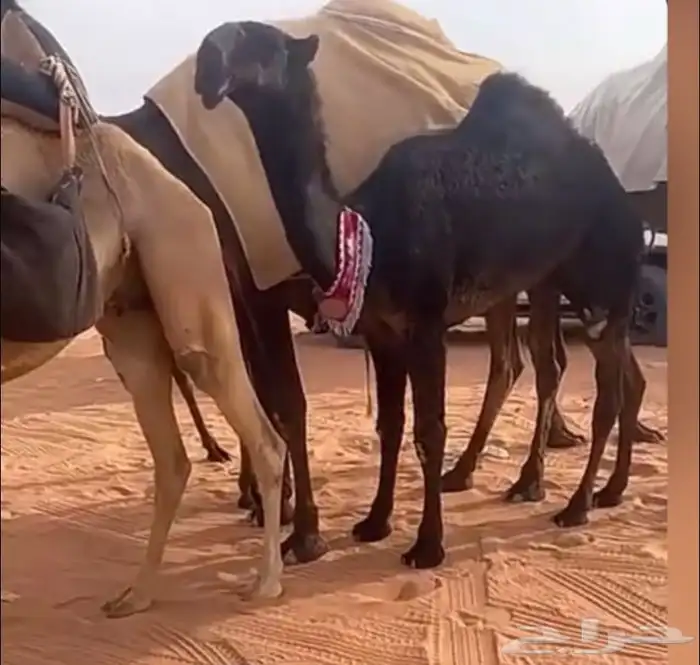 ابل طيبة نوادر النوادر قروب ذود 3