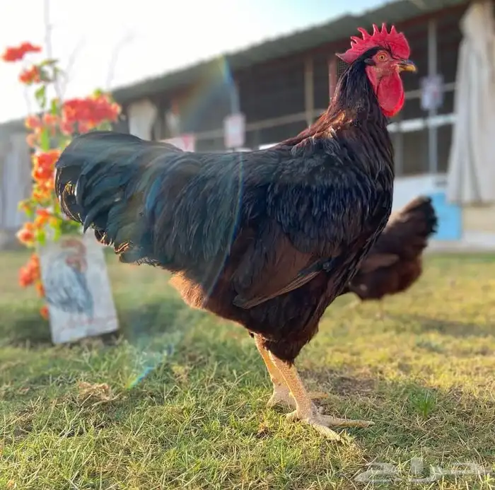 دجاج رود ايلاند النادر 1