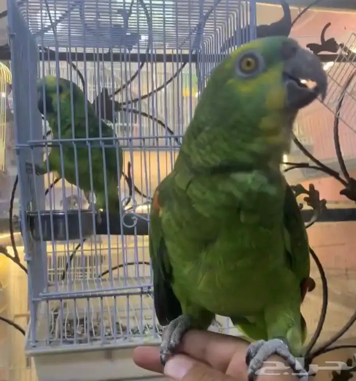 للبيع ببغاء امزونيات متكلمه على اليد واليفه 3