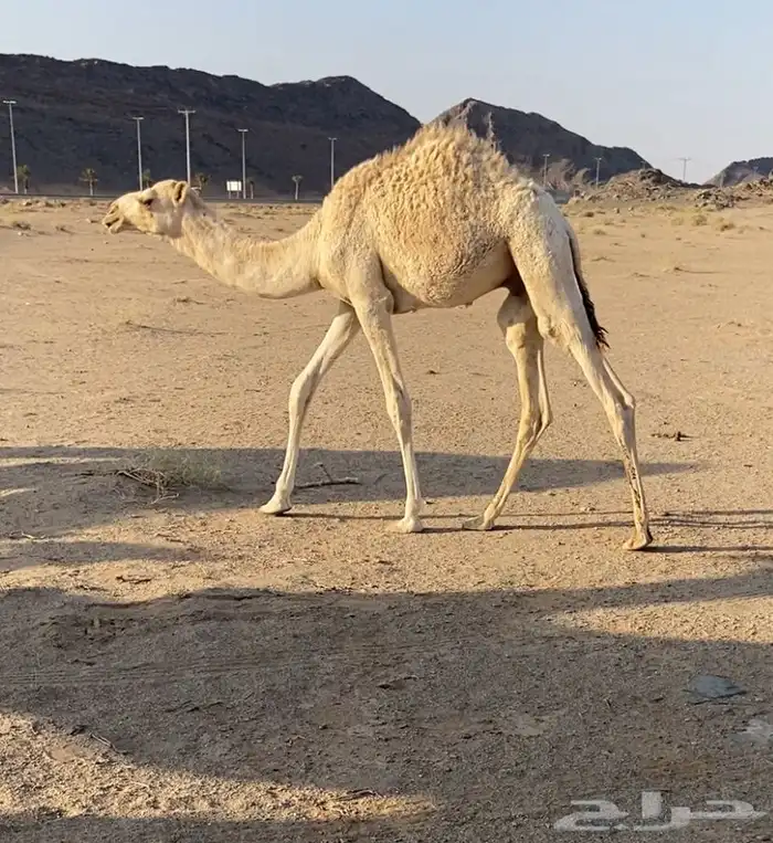 قعود قصب طيب 0