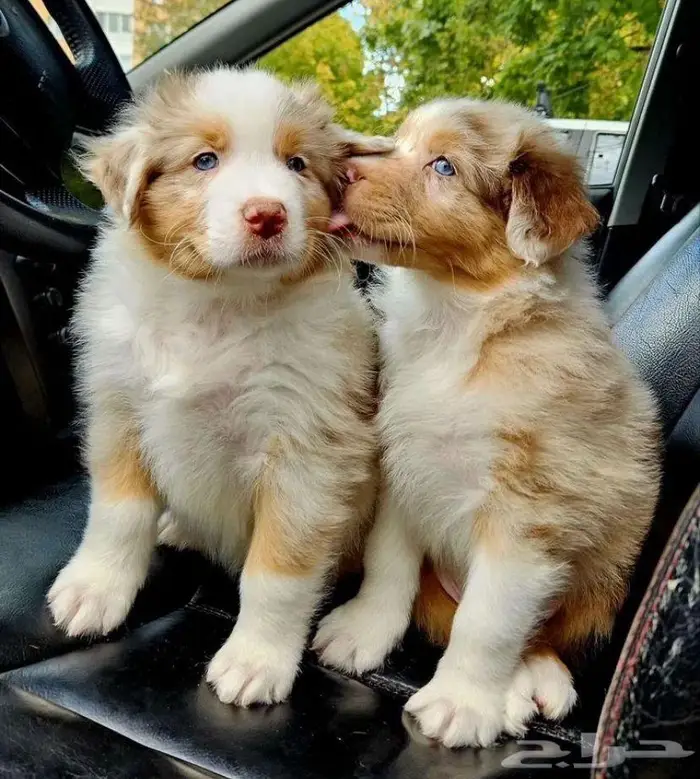 جراوي استراليان شيبرد من روسيا 4