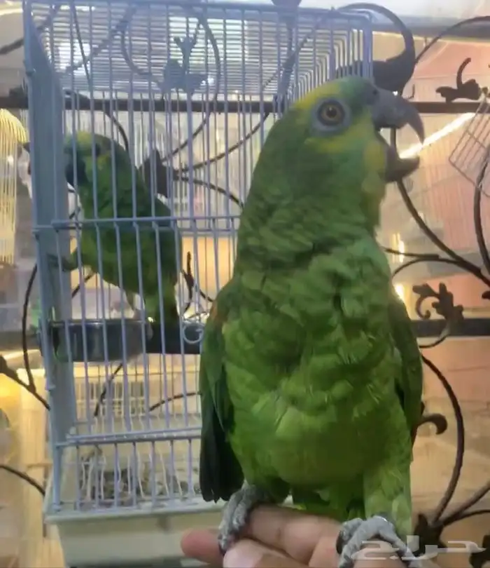 للبيع ببغاء امزونيات متكلمه على اليد واليفه 0
