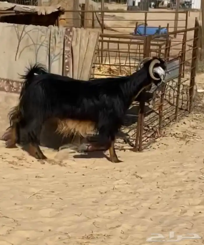 عنز دافع 3 شهور ونص 0