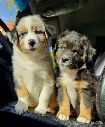 جراوي استراليان شيبرد من روسيا index