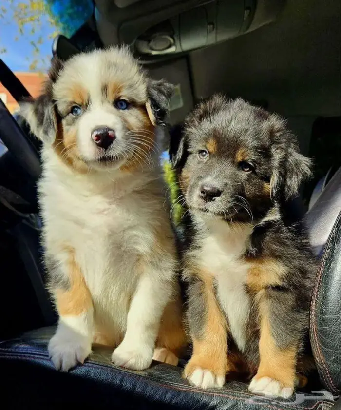 جراوي استراليان شيبرد من روسيا 2